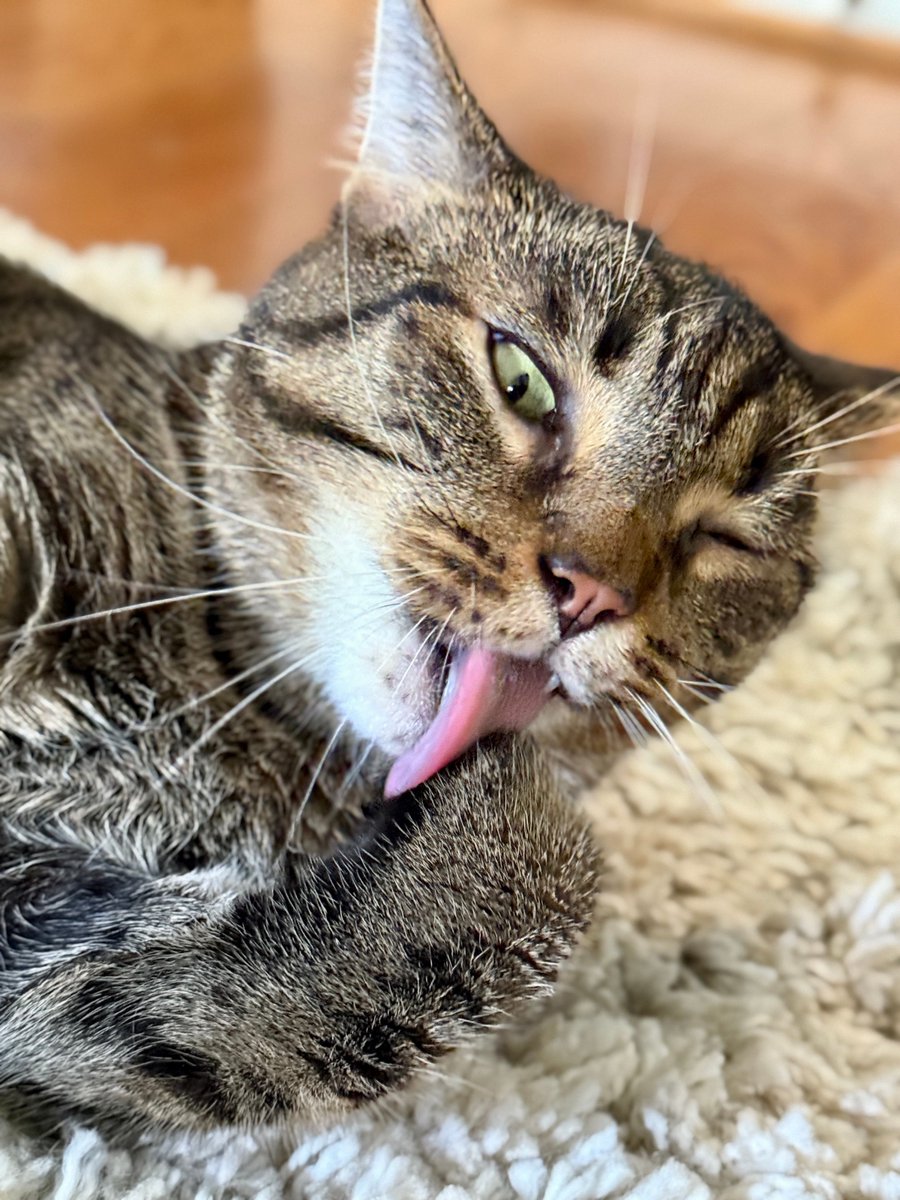 MissyBBBobtail's tweet photo. When mom is yelling
"SHEATEALLTHECATNIP"
but my name's Jinxy and now I can hear colors. https://t.co/QudIzDE5uK