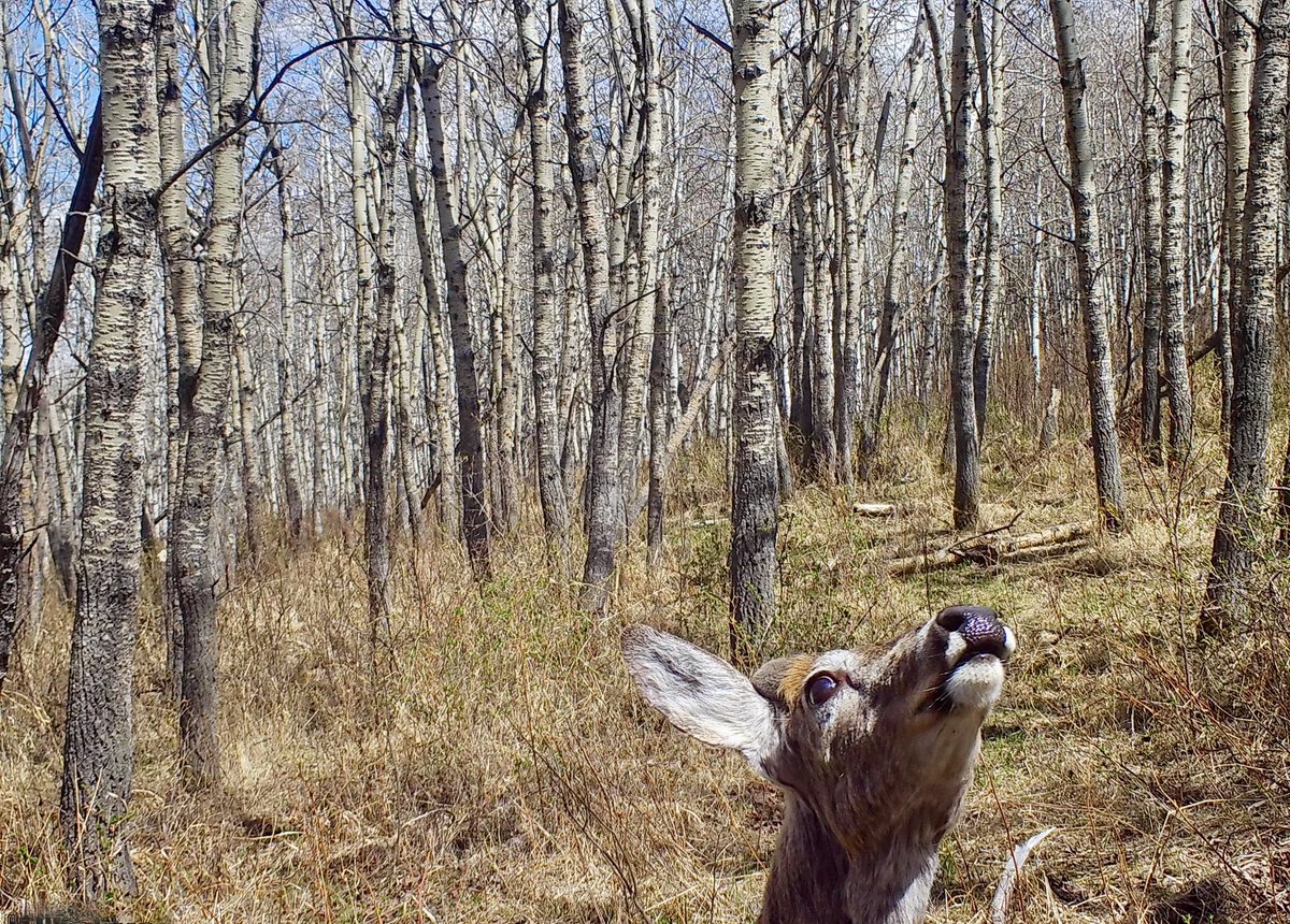 bushcamp2's tweet photo. While sitting in tree stands watching deer, I’ve seen them look at ravens &amp; other birds fly by.  I’m sure that’s what this buck is doing. https://t.co/foKEC1xAfe