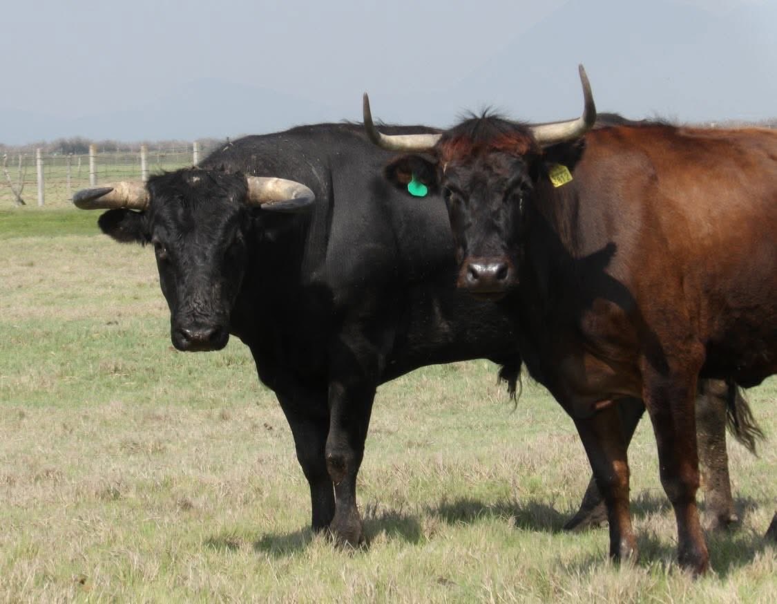Zacatepec_toros's tweet photo. Aunque nuestro empadre es de tipo continuo, es decir no quitamos los toros durante todo el año, sin duda hay un tiempo donde un porcentaje mayor de vacas sale en calor. En el caso de nosotros se da en los meses de mayo a septiembre. Todos los toros trabajan. https://t.co/H6oPsOfFH7
