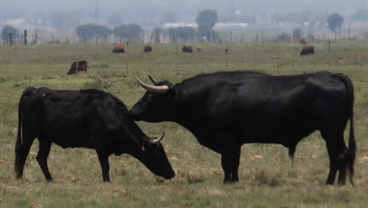 Zacatepec_toros's tweet photo. Aunque nuestro empadre es de tipo continuo, es decir no quitamos los toros durante todo el año, sin duda hay un tiempo donde un porcentaje mayor de vacas sale en calor. En el caso de nosotros se da en los meses de mayo a septiembre. Todos los toros trabajan. https://t.co/H6oPsOfFH7