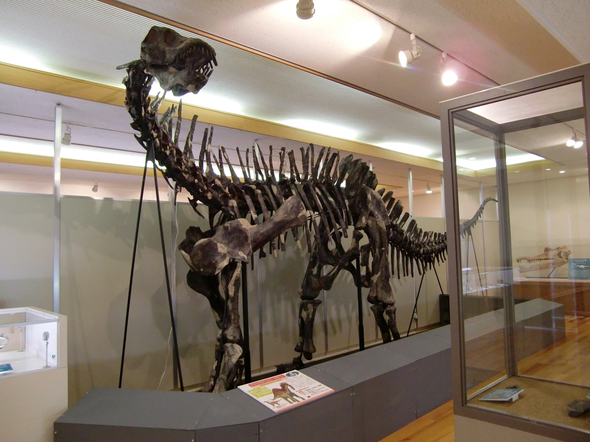 kta92751434's tweet photo. ディプロドクス類大好き
#Amargasaurus #アマルガサウルス
#Brontosaurus #ブロントサウルス
#Diplodocus #ディプロドクス
#Nigersaurus #ニジェールサウルス
なかなかディプロドクス類の全身って展示されない上に、細長くて写真撮りにくいのよ https://t.co/uy5BKbIPBo