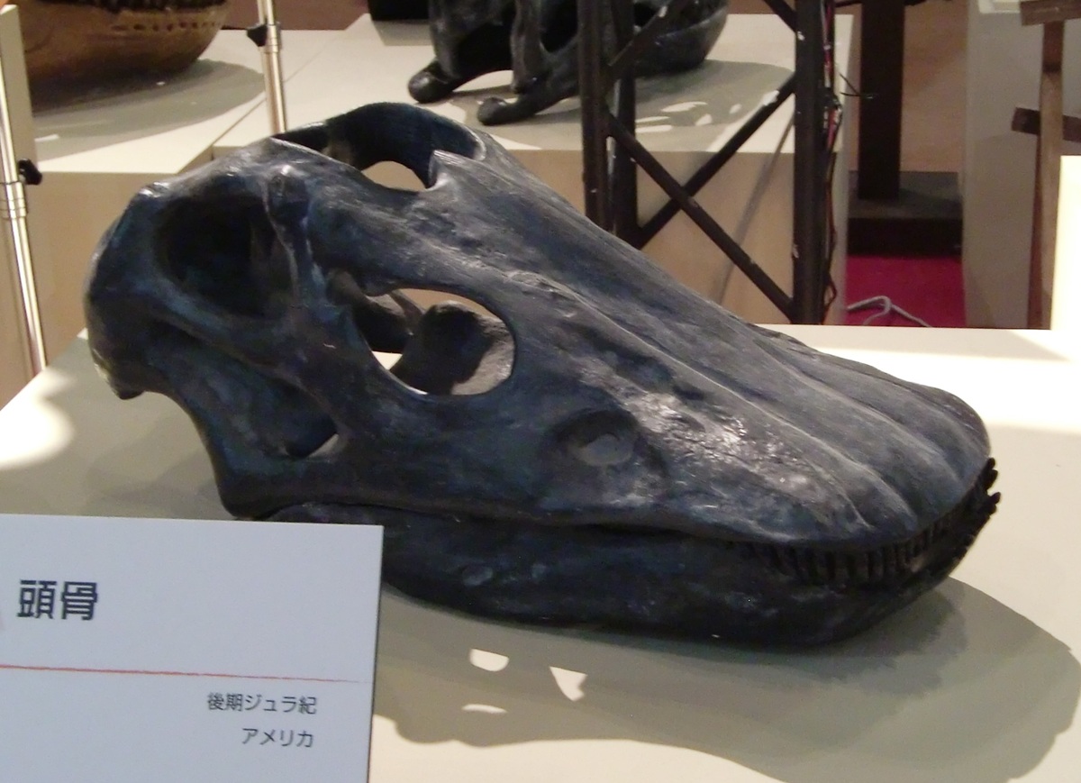 kta92751434's tweet photo. ディプロドクス類大好き
#Amargasaurus #アマルガサウルス
#Brontosaurus #ブロントサウルス
#Diplodocus #ディプロドクス
#Nigersaurus #ニジェールサウルス
なかなかディプロドクス類の全身って展示されない上に、細長くて写真撮りにくいのよ https://t.co/uy5BKbIPBo