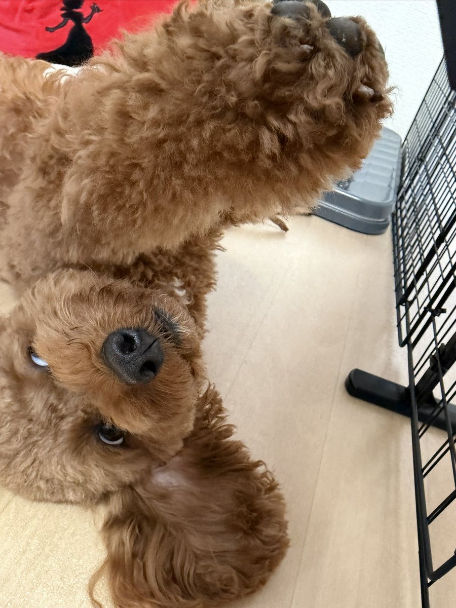 kocho1028's tweet photo. そいやっ🤛

#トイプードル
#犬のいる暮らし
#パンチ https://t.co/Q7SnMI043m