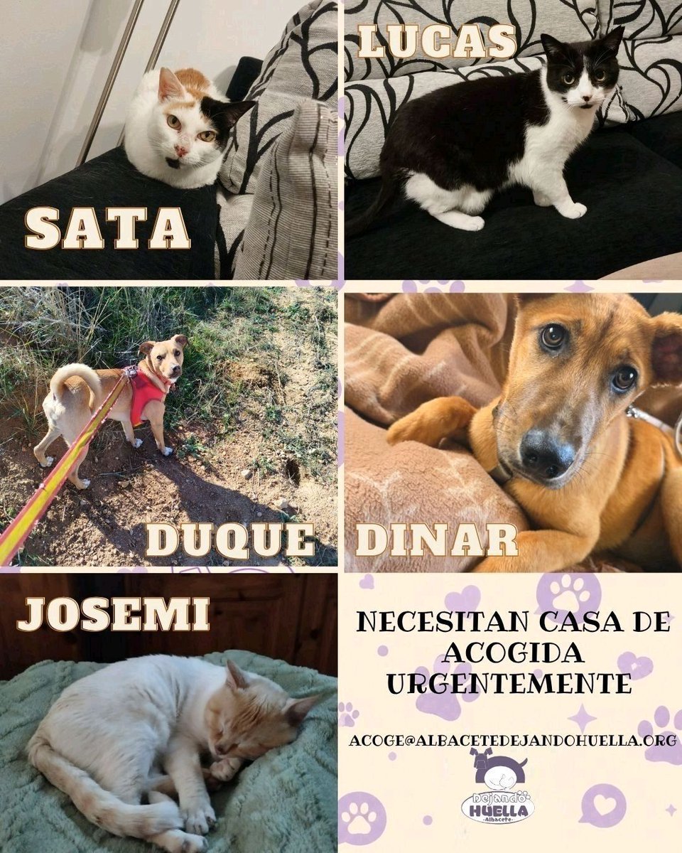 DejandoHuellaAB's tweet photo. Duque, Josemi, Sata, Dinar y Lucas necesitan una familia de acogida urgente.
Son buenos, llenos de vida y solo necesitan un lugar seguro donde descansar, recibir cariño y sentirse protegidos mientras llega su familia definitiva.
Acoger salva vidas.
acoge@albacetedejandohuella.org https://t.co/oVB24TTDos