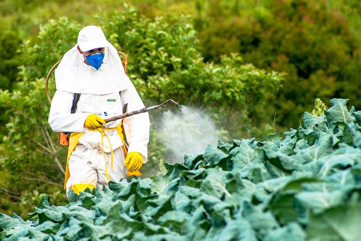 MRFImpacts's tweet photo. Researchers &amp; Extension educators identified safe, effective, sustainable products &amp; strategies farmers, communities &amp; pest control professionals can use to manage pests in agricultural, residential &amp; industrial settings: https://t.co/WcV3eYy8Hn @AgIsAmerica #WorldPestDay https://t.co/RT0N6iVBYY