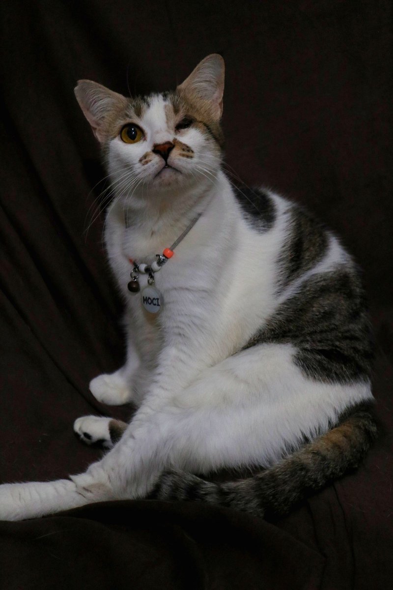 RealDhyra's tweet photo. Sudah lama tidak memotret meowdel dadakan yg keteknya skrg menguning 😔😔😔😔 https://t.co/1hokWun5DV