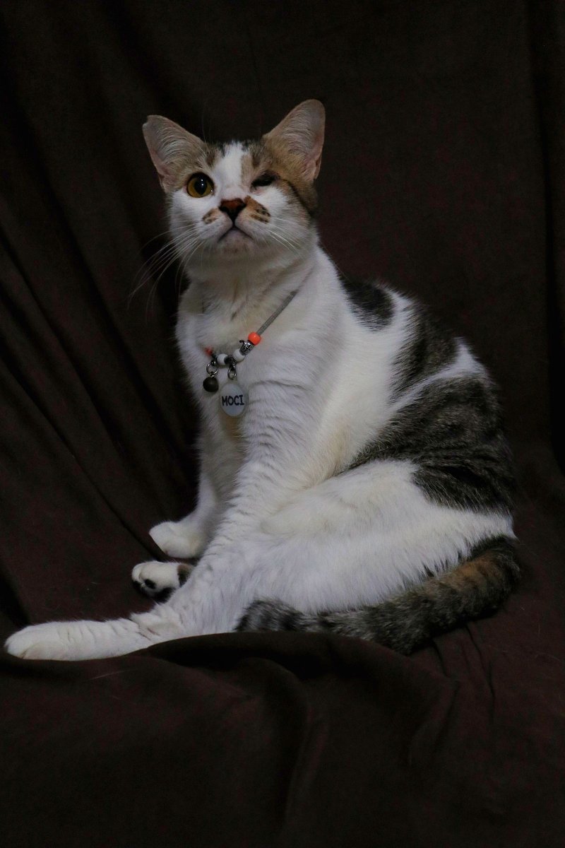 RealDhyra's tweet photo. Sudah lama tidak memotret meowdel dadakan yg keteknya skrg menguning 😔😔😔😔 https://t.co/1hokWun5DV