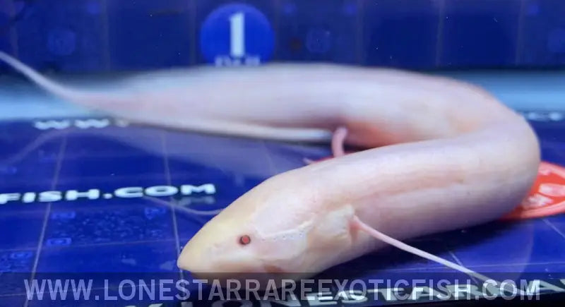 LS_RareFish's tweet photo. Discover the Albino African Lungfish, a remarkable freshwater marvel with an elongated, eel-like form and atmospheric breathing abilities. Perfect for unique aquariums. https://t.co/BUPgGET8Yb #lungfish #aquariumhobby #monsterfish #exoticfish #freshwateraquarium #rarefish https://t.co/Wt4GqLluiA