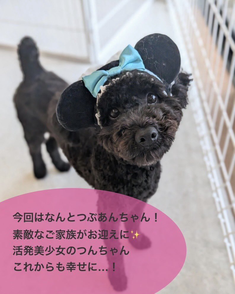 petminuma's tweet photo. #里親募集中　🐶
#フレンチブルドッグ
とうふ
推定5歳の女の子

必死で活動するスタッフを支えてくれるボラさんたちは保護っ子のたちをよく見てくれて、ご寄付の可愛いものでオシャレもしてくれます😭✨

多分、ワンちゃんたちも「私可愛いんだ💕」と自信が出て、アピールできるのかも？ https://t.co/n1TbrbelJ1
