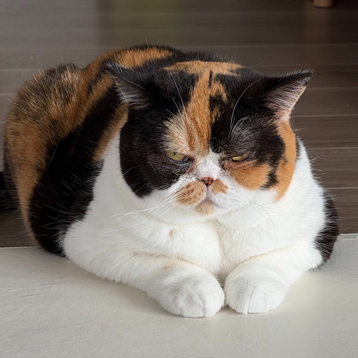 oage_cat's tweet photo. 竹刀を持つ体育教師の貫禄と言われてて笑った https://t.co/r5Mw3BXofQ