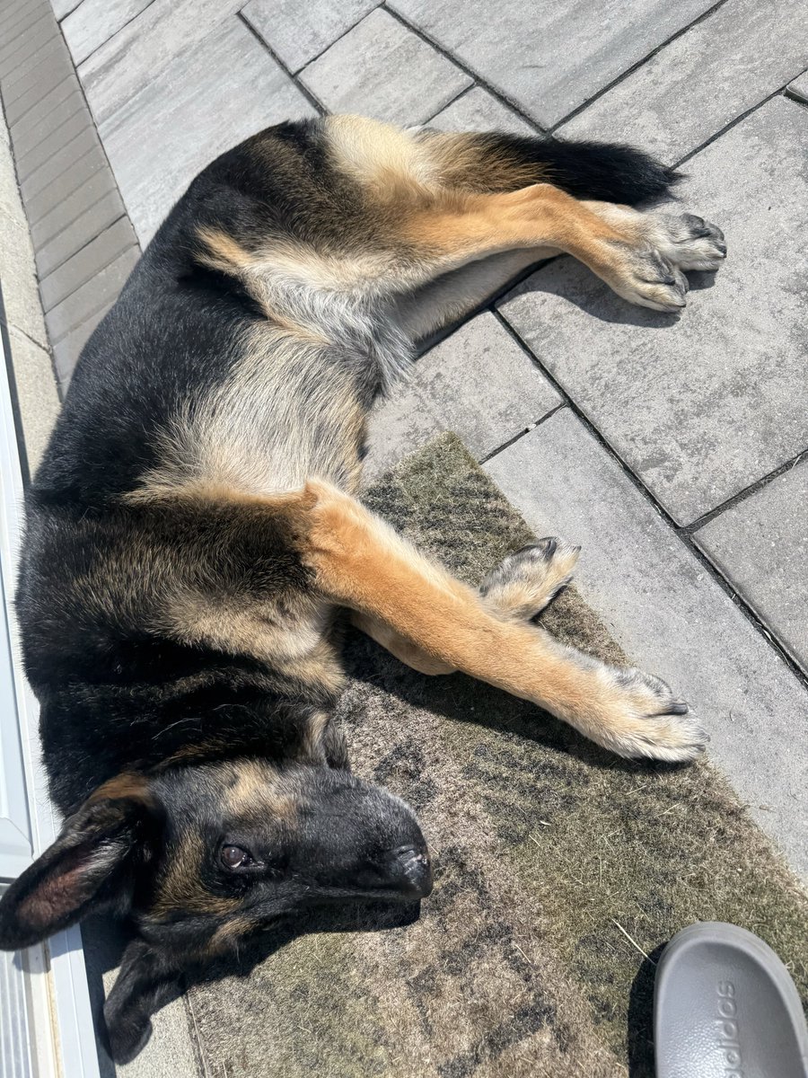 SuziesWorldfg's tweet photo. Saturday sun bath 🐾 https://t.co/8fldEwDq1W