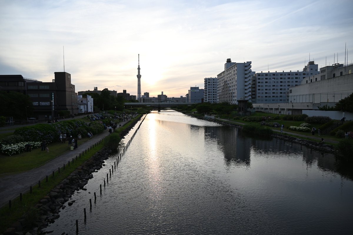 takewacky's tweet photo. 休日の旧中川、亀戸中央公園側はアジサイ関連の大勢の人びとが集まっていました。放っといても日が暮れいく。 https://t.co/2WHaR8porz