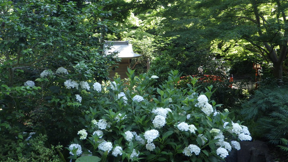 sysbird tweet picture