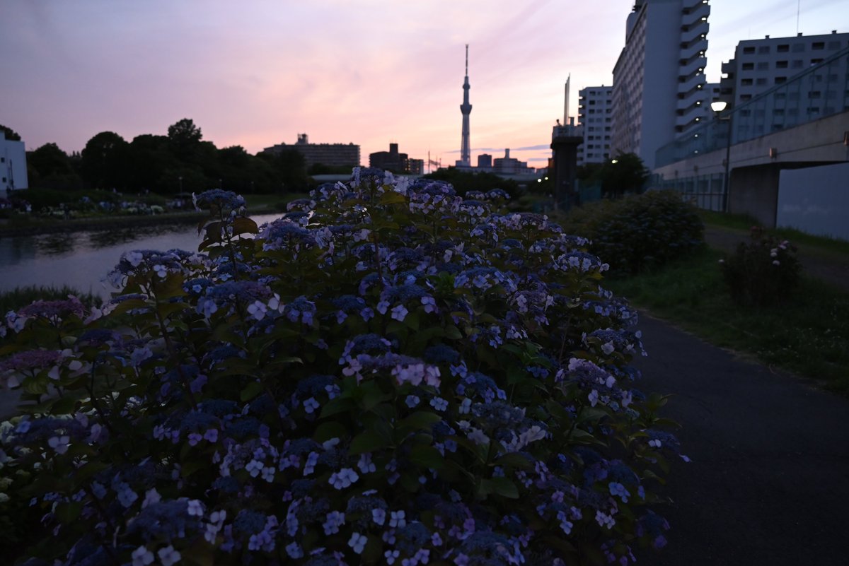 takewacky's tweet photo. 東京スカイツリータウンではソラマチ大道芸フェスティバル1日目のトリのスペシャルショーをやっている時間帯ですが、北十間川の合流部では日が暮れていました。一期一会を実感しながら、河原で缶ビールを飲んでいると冷えてきた。寒暖差が激しい一日だったな。また、あした。 https://t.co/AkBL27DazO
