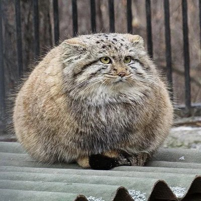 p1nkempress_'s tweet photo. fluff ball https://t.co/ZdxElYuwOI