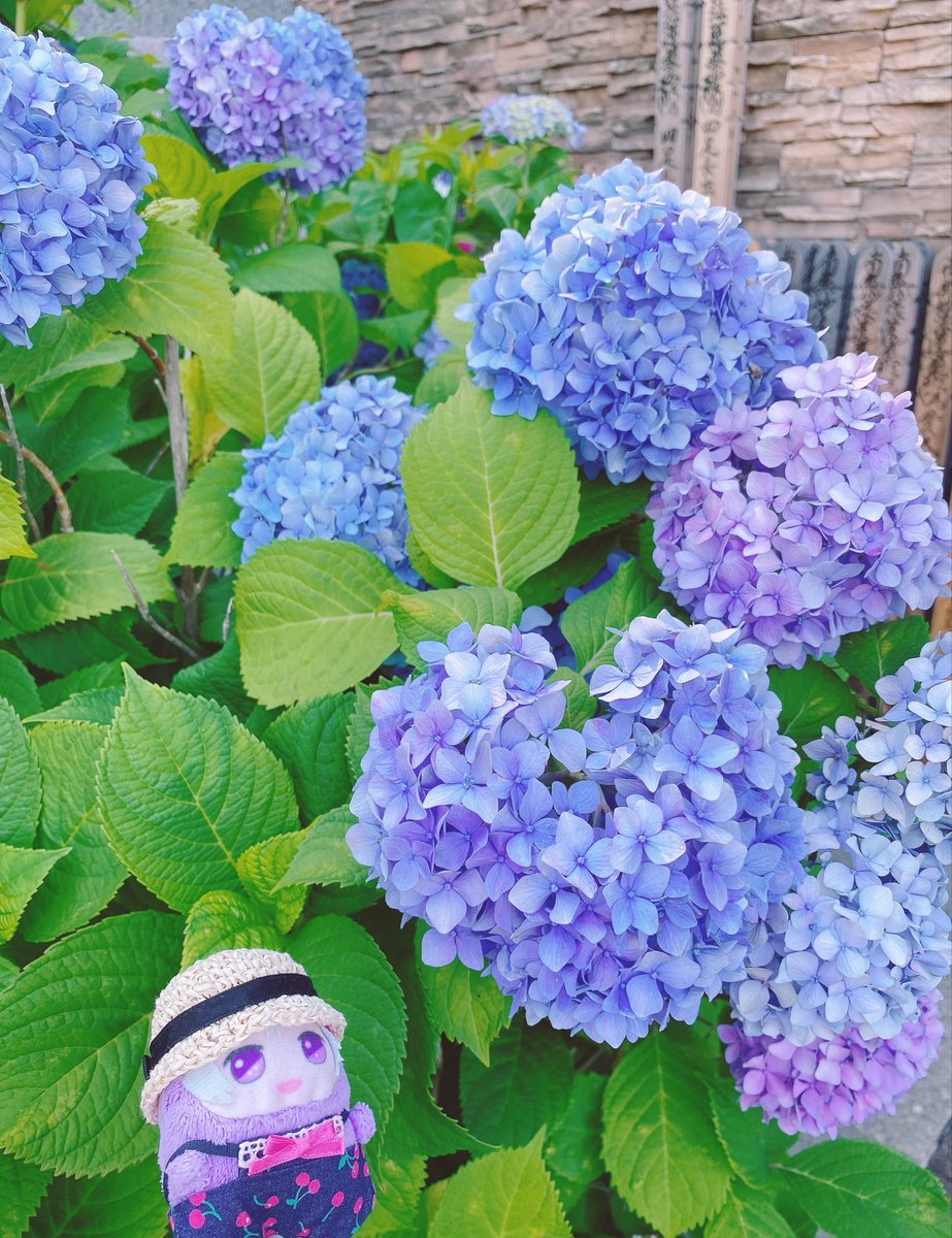 tailorunclemob's tweet photo. かわいこちゃんたちと紫陽花見てきたよ

今日は「紫陽花の日」だったんだね
ハート💜の紫陽花可愛いね https://t.co/c8esI57IRz