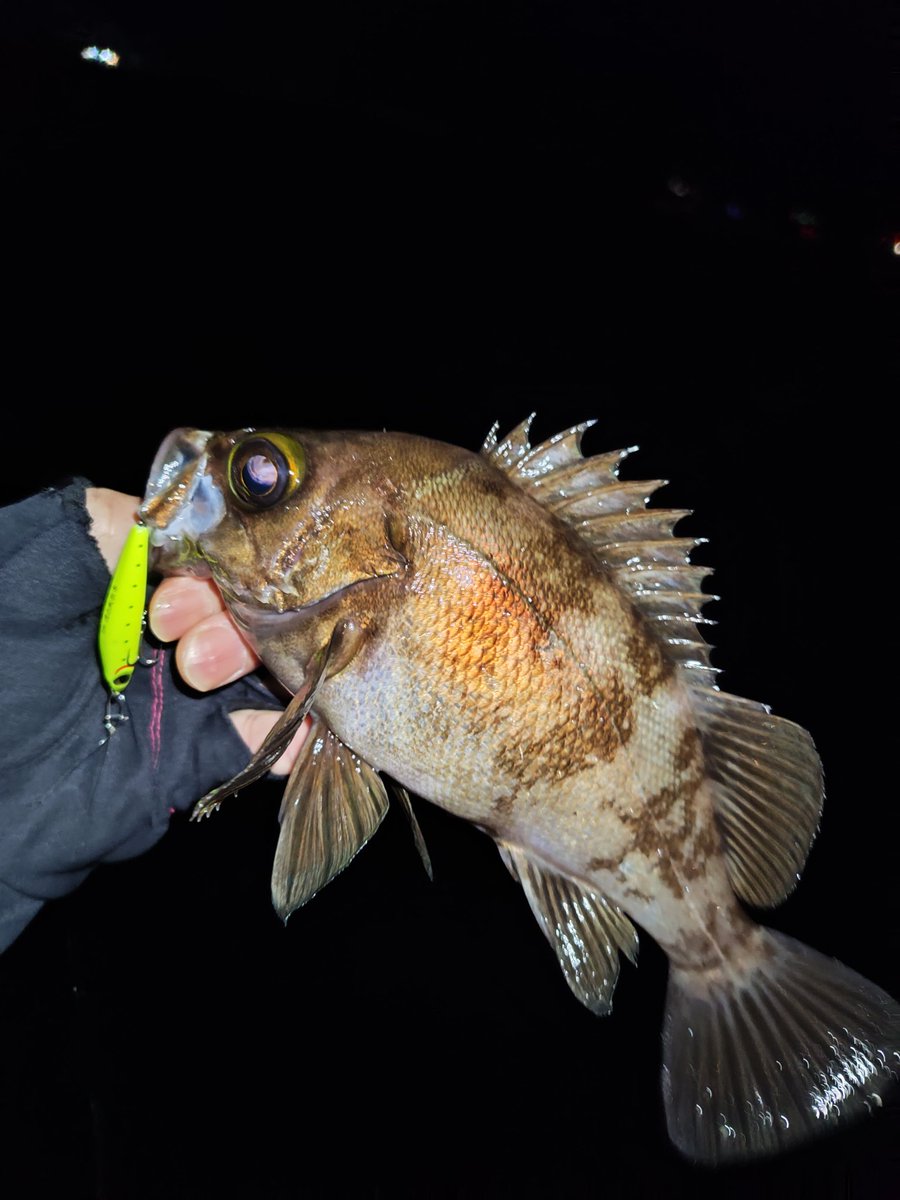 shimon0331's tweet photo. ワカメの上を速巻きで🎣
初速でほぼワカメに引きずり込まれるけど上がってくると良いサイズ。
楽しい✨️ https://t.co/mo7QAaZNeV