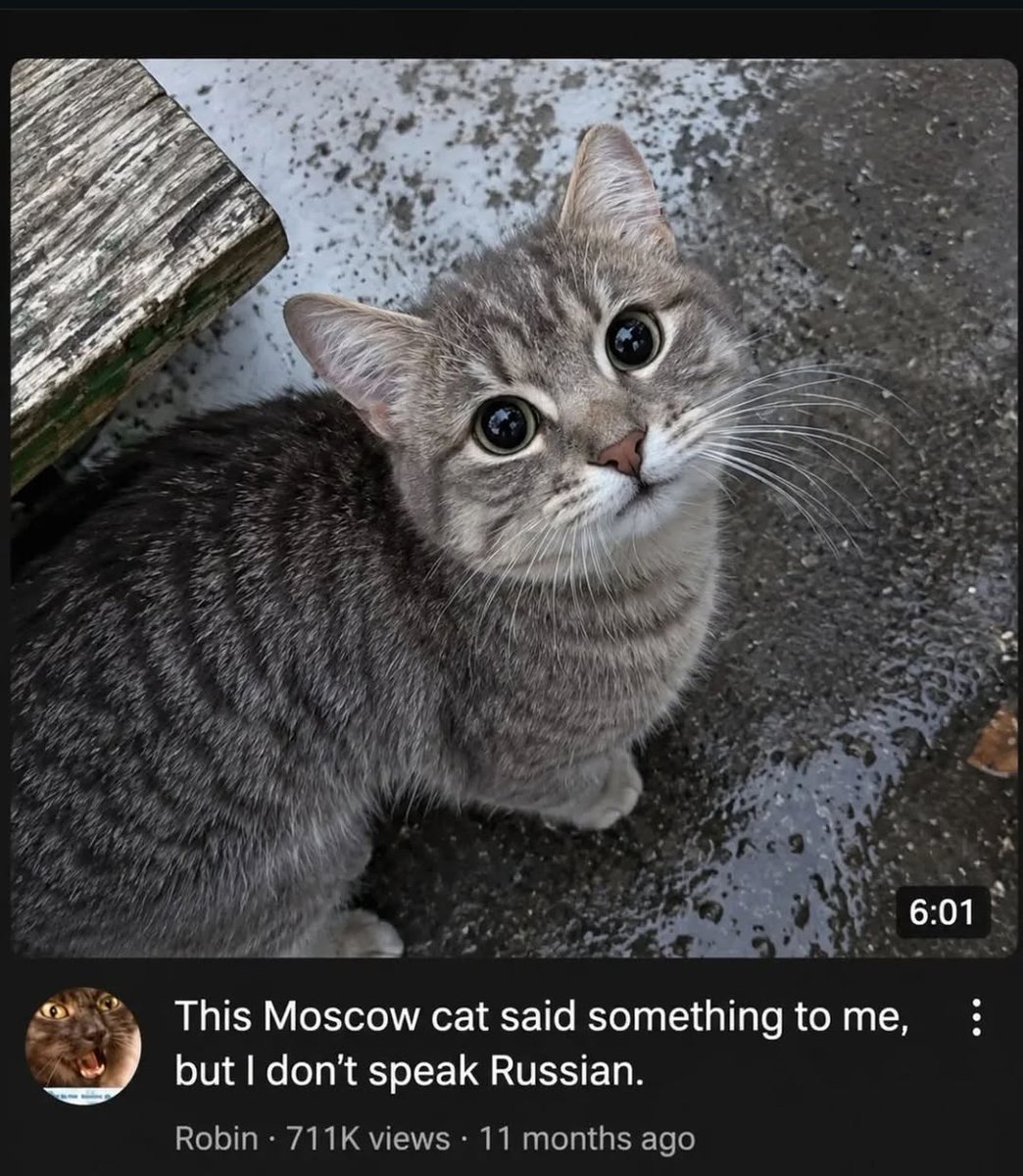 Catsillyness's tweet photo. https://t.co/un5863Ya9k