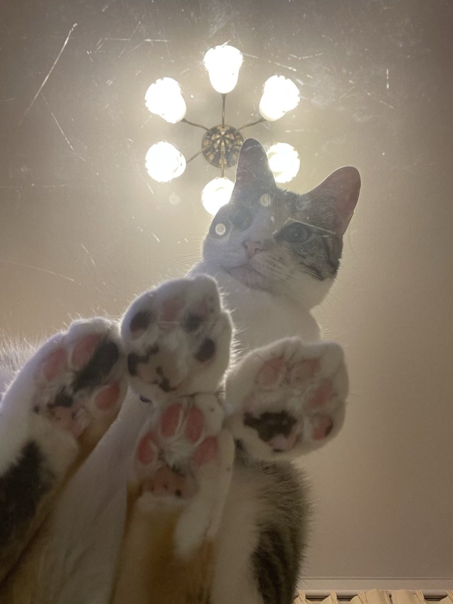 LiLiHitomi's tweet photo. 夏のガラステーブルに座る猫ちゃん達

 #猫好きんと繋がりたい  #保護猫 
 #三毛猫  #キジトラ https://t.co/9ieNXQATZV
