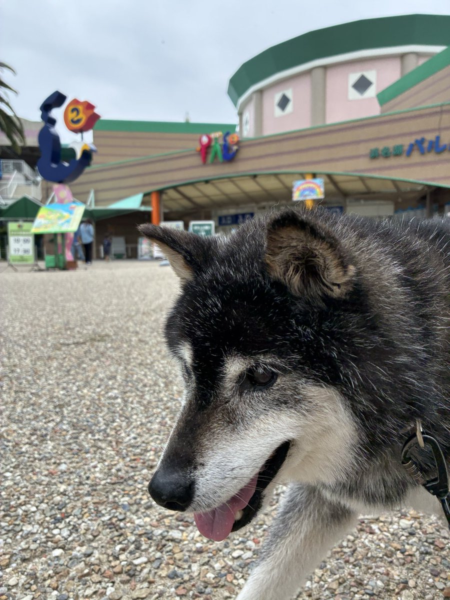 nikimama6's tweet photo. 🐶きょうはパルっ子だよ〜🎡✨
曇りっけでちょうど良かった〜66周年だって❣️
6／6 だけど〜平日は駐車場＋入園が無料って！（期間限定 ）
ニキのウチの子記念日とおかあ🎈間を目標にしてたからね！
何だか6に縁がある我が家デス😙😆🐶💞

#浜名湖パルパル　#柴犬のいる暮らし https://t.co/cAzQ4ULyWA