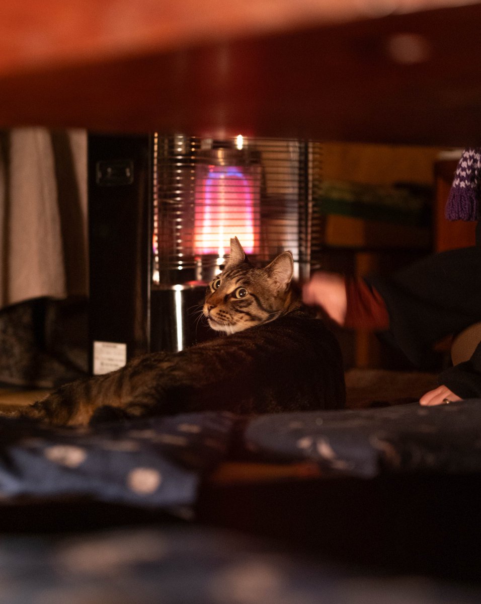hobbitingaround's tweet photo. Just a cat bar in Kanazawa Japan ❤️ https://t.co/gnjrD5RN2Z