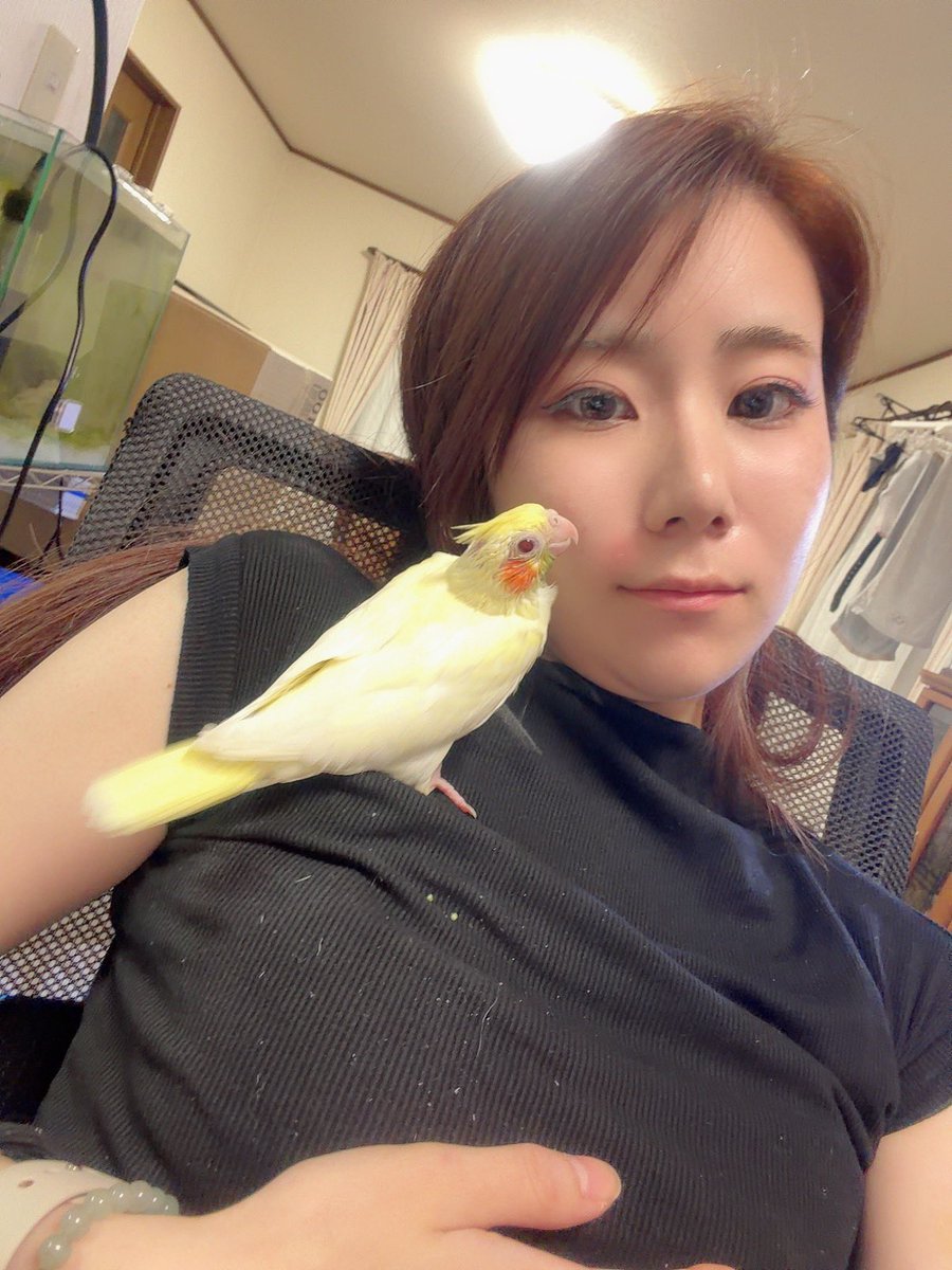 BakaLeethm's tweet photo. 訳あってオカメインコの雛を保護したんだけど、
一時的な保護で里親探そうって思ったけど、、だからあえて名前もつけなくて、、
だけど初めて自分で歩いて、ここまで来て甘えてくれたらもう😭😭😭
でもダメだと思う自分もいる😭😭😭😭

たすけてくれ😭😭😭😭 https://t.co/qmwEpbHA4U