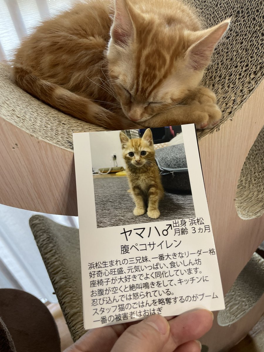 catcafemfmf's tweet photo. 二人とも、とっても大きくなって卒業！
２匹で一緒に新しいおうちに出発です

ヤマハ600g→1535g
よもぎ300g→1320g

おめでとう幸せになってね
たくさん可愛がってくれた皆様ありがとうございました！ https://t.co/uiKjj7JX2V