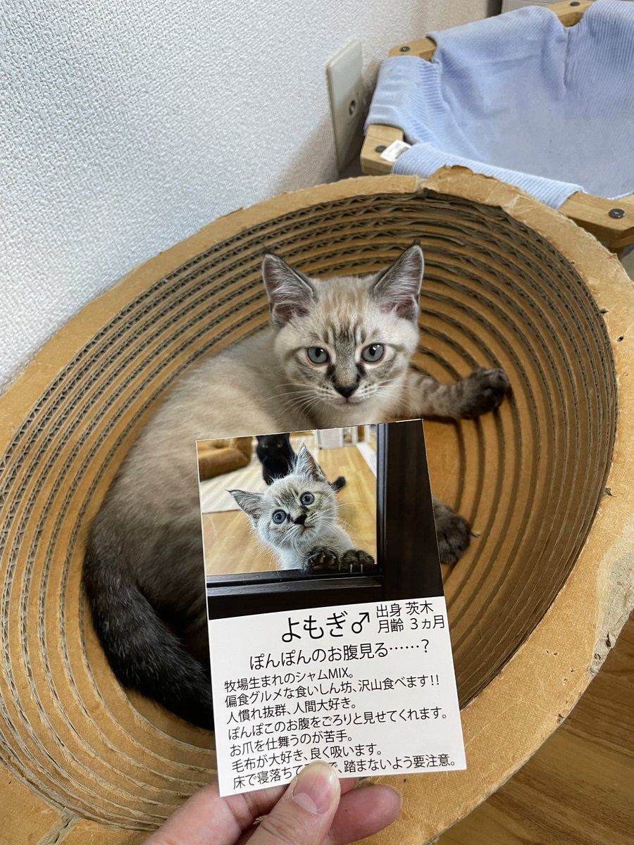 catcafemfmf's tweet photo. 二人とも、とっても大きくなって卒業！
２匹で一緒に新しいおうちに出発です

ヤマハ600g→1535g
よもぎ300g→1320g

おめでとう幸せになってね
たくさん可愛がってくれた皆様ありがとうございました！ https://t.co/uiKjj7JX2V