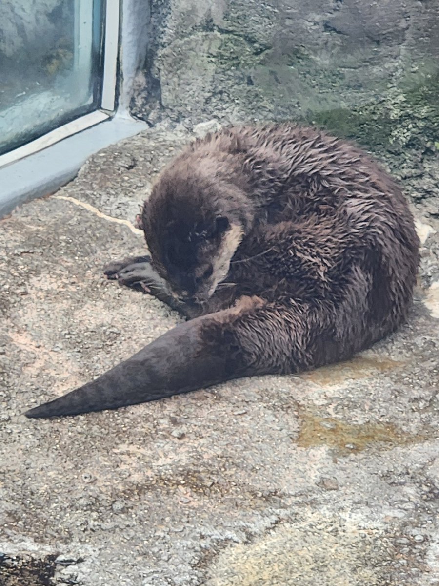 nabe_ryu1027's tweet photo. 鳥羽水族館行ってきた🦦🦭

ラッコの食事タイムにドンピシャで大勝利！✌️
カワウソもアザラシも見れて楽しかった😄
 #鳥羽水族館 https://t.co/H5jfo6y0u6