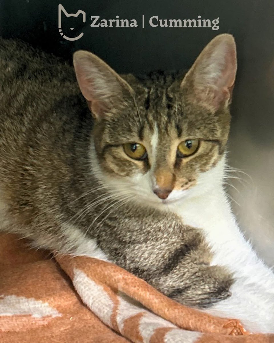 FeralCatProgram's tweet photo. It’s our first Adoption Event in June—Adopt a Cat Month‼️

We’ll be at PetSmart in Cumming &amp; Alpharetta, TODAY, 11 AM - 3 PM. 

Stop by and bring home your next bestie!😻 https://t.co/UMvzxeSBzd