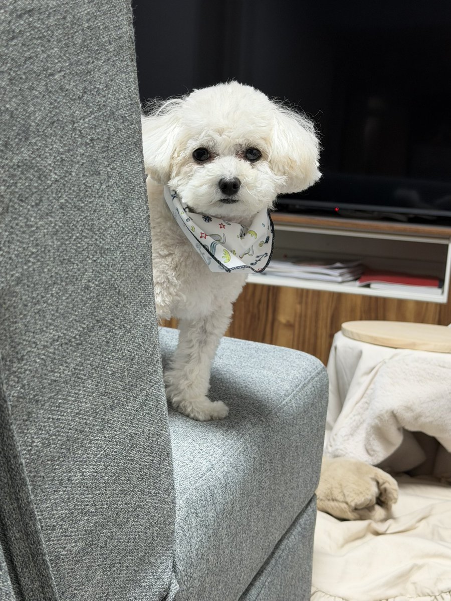 malpunta_'s tweet photo. 流石の飼い主でも何を訴えてるかわからない日もある https://t.co/ZXP63WDPpS