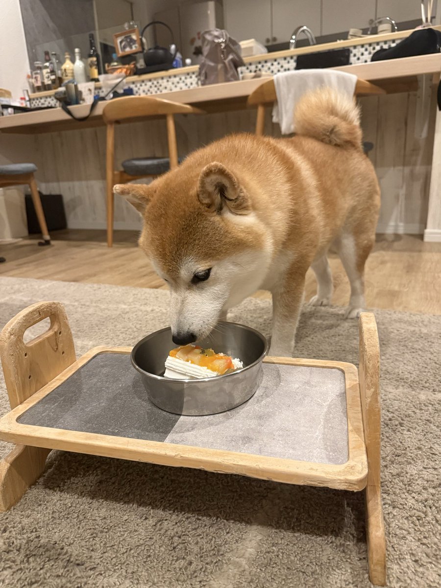 ken_16b's tweet photo. 愛犬10歳の誕生日
1枚目は噛まれる3秒前の写真 https://t.co/NBQW5cwB9Q