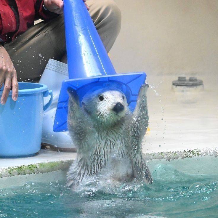 In_Otter_News2's tweet photo. He's an incredibly powerful wizard. https://t.co/g2BrnZYFA1
