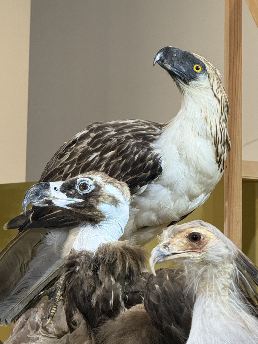 robinbirdcreate's tweet photo. いや〜
今のスマホって、綺麗に撮れますね😆
スマホで見る分には充分だ✨

#鳥展 https://t.co/yHhYgiEliA