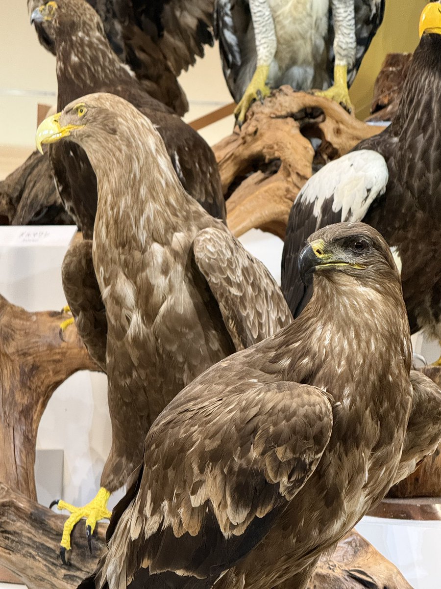 robinbirdcreate's tweet photo. いや〜
今のスマホって、綺麗に撮れますね😆
スマホで見る分には充分だ✨

#鳥展 https://t.co/yHhYgiEliA