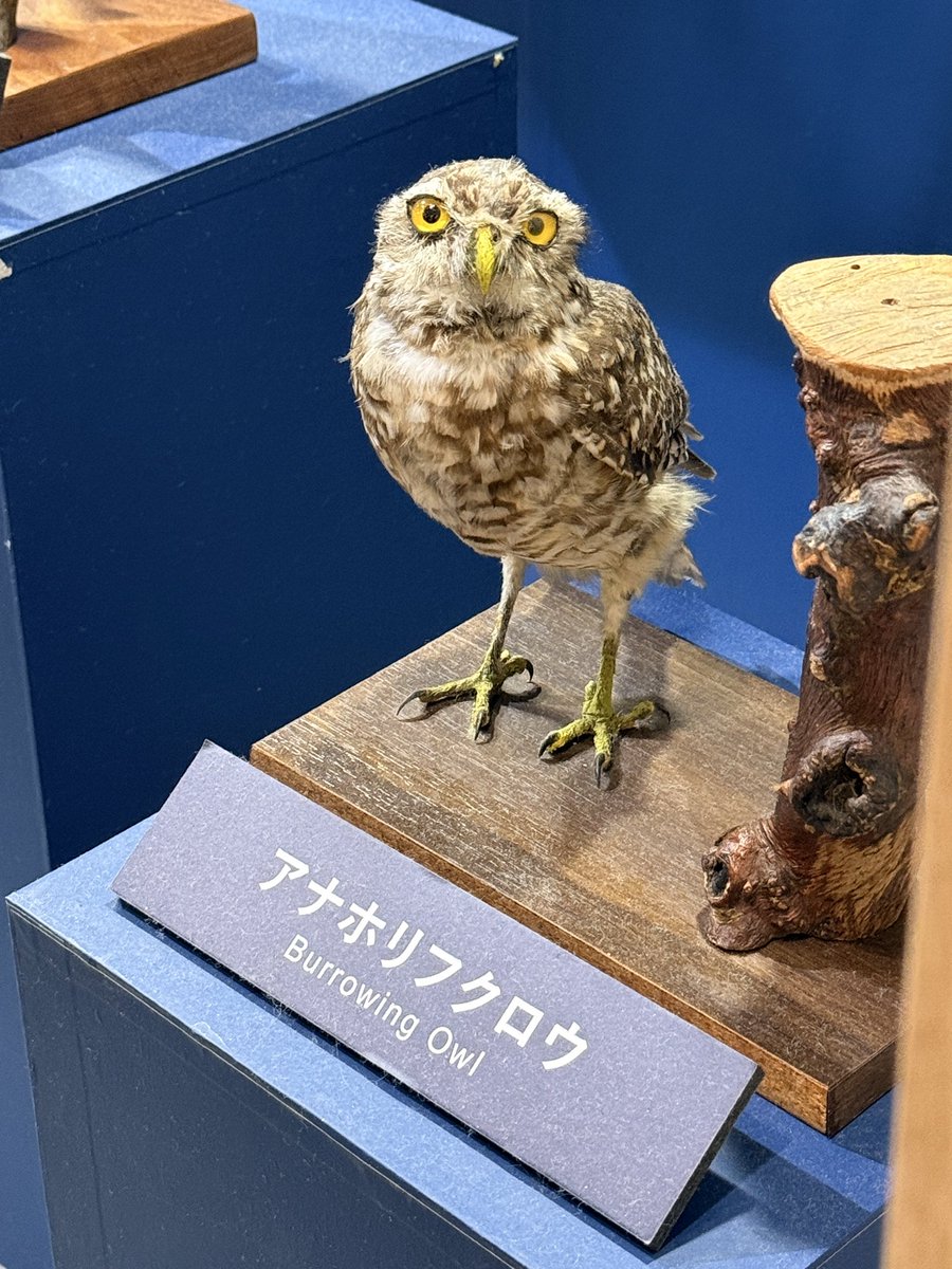 robinbirdcreate's tweet photo. いや〜
今のスマホって、綺麗に撮れますね😆
スマホで見る分には充分だ✨

#鳥展 https://t.co/yHhYgiEliA