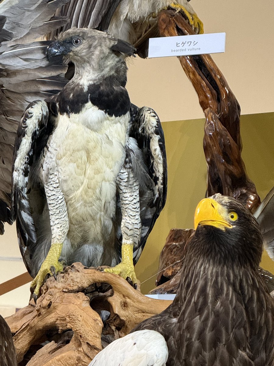robinbirdcreate's tweet photo. いや〜
今のスマホって、綺麗に撮れますね😆
スマホで見る分には充分だ✨

#鳥展 https://t.co/yHhYgiEliA