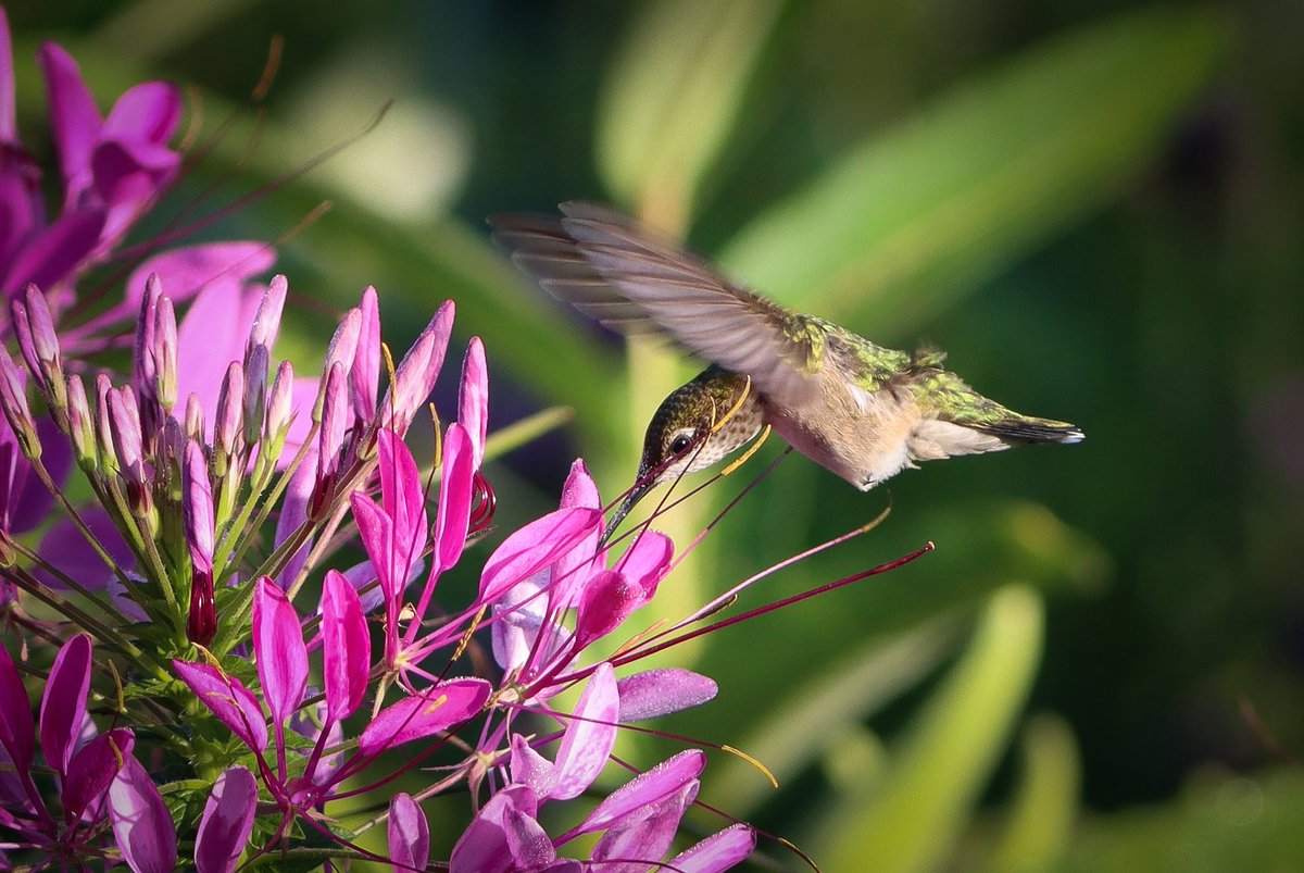 lucylenora1's tweet photo. Stepping out of my comfort zone &amp; submitting a few photos to a local conservation magazine competition. I’m stumped on deciding between these 2 photos. Which do you all prefer: (A) wider shot of the hummingbird or (B) closer shot. May need a click. Thanks for any input. https://t.co/1QdBO2pIGJ
