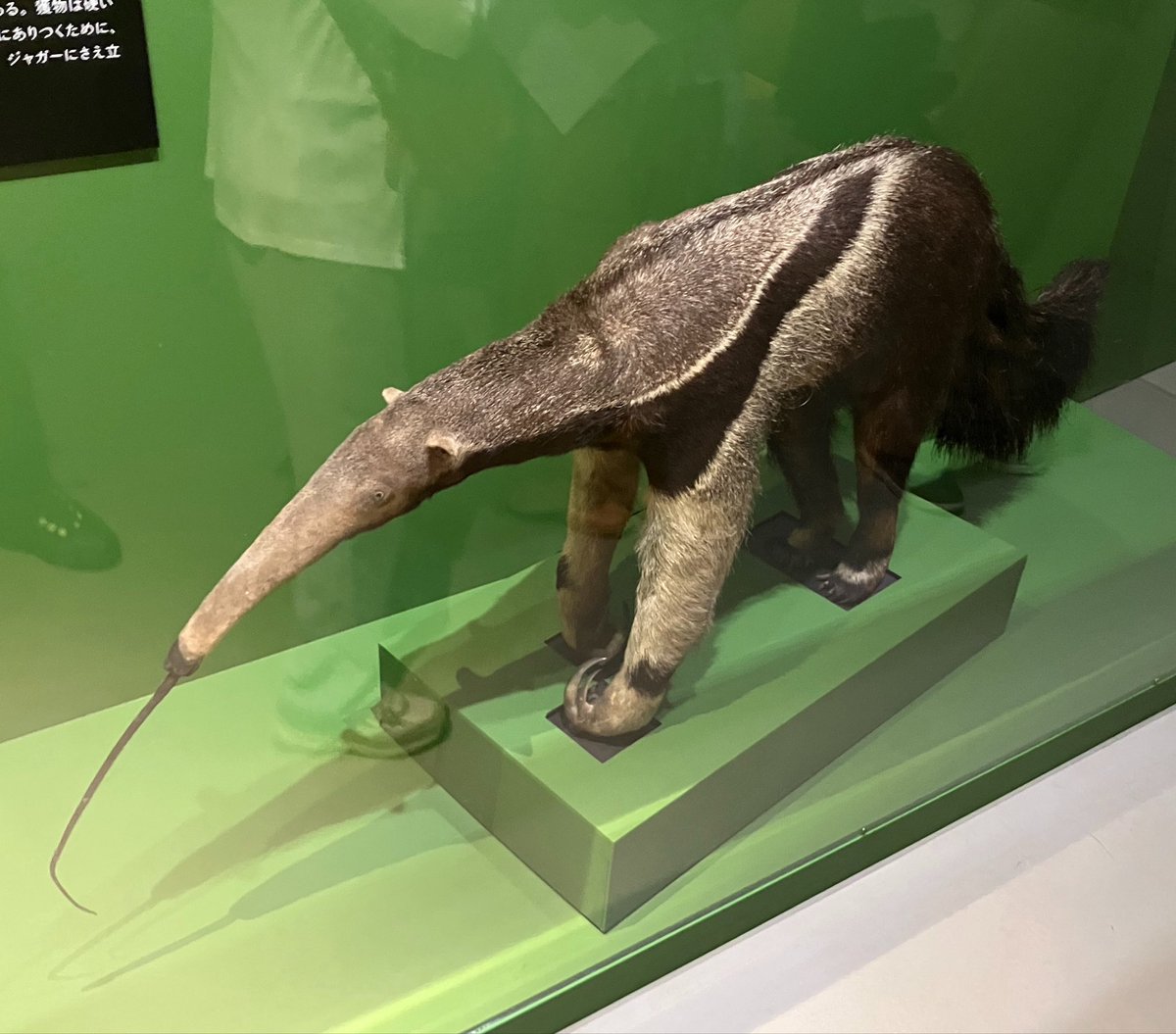 DAIDAIppy's tweet photo. 超危険生物展に行ってきました
ホントにアリクイに殺されることってあるんですね
#超危険生物展
#かはく
#国立科学博物館 https://t.co/mwtHxuAk87