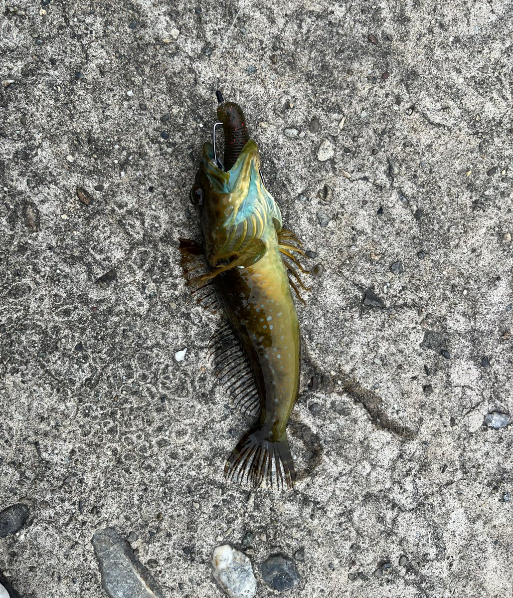 batta152's tweet photo. イモ60でなぜか自己記録なアナハゼ釣ってしまう
3/0フックを躊躇なく丸呑んだアナハゼ２５ｃｍ
淡輪ヨットハーバーから淡輪漁港までランガン
スーパークラブテキサスで穴から引きずり出した
ガシラ２０ｃｍ
岸壁でスイングインパクト２をひったくった
タケノコメバル１５ｃｍと３匹根魚釣って納竿 https://t.co/j0oOeKKJGD