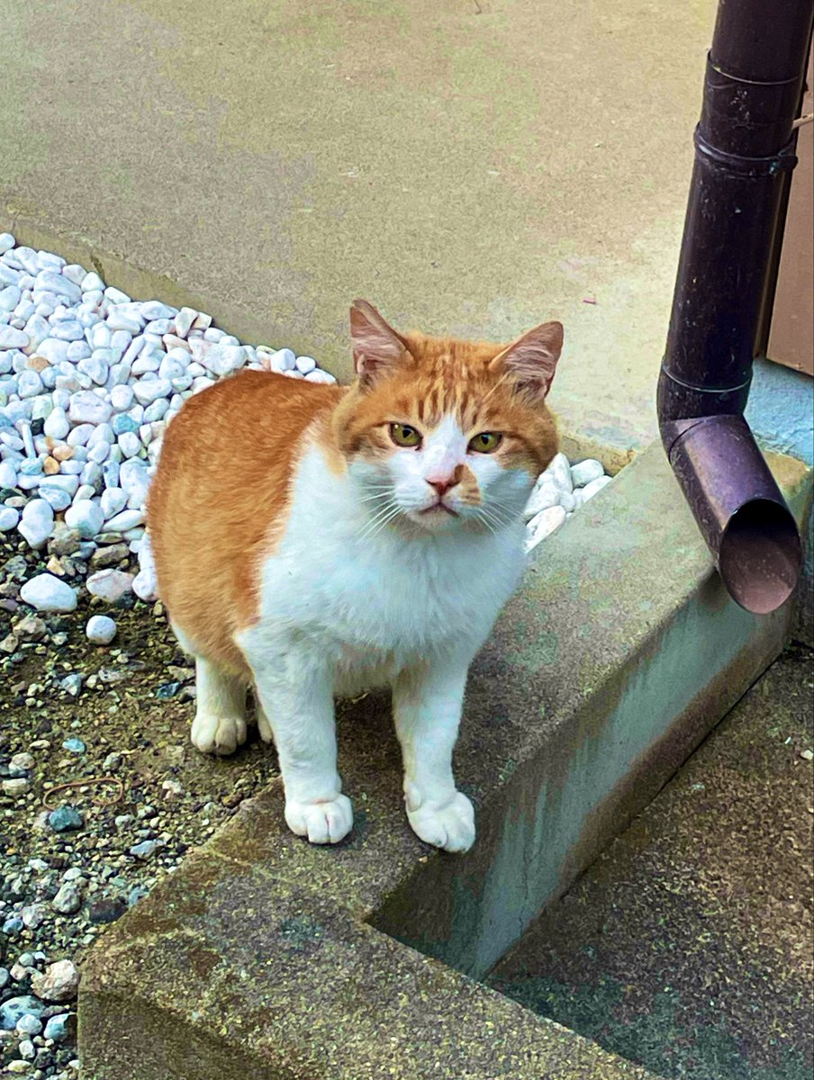 ねこまんま (@nekomanma0822) / Posts / X
