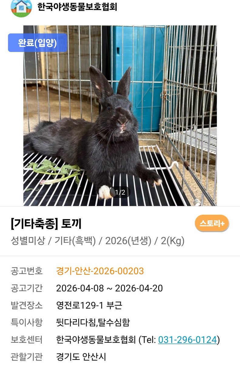 tokkiluv3637's tweet photo. 2026년4월10일 뒷다리 다친 상태로 하늘바람의집 보호소에 입소한 토끼친구가 낳은 아기토끼에요! (사진은 엄마토끼 공고)
봉사자님 인공포유로 무럭무럭 자라나서 너무너무 귀엽고 사람이 궁금한 토끼가 되었대요. 첫 체중은 무려 37g이었다고 합니다 https://t.co/Pmu8PiEmBH