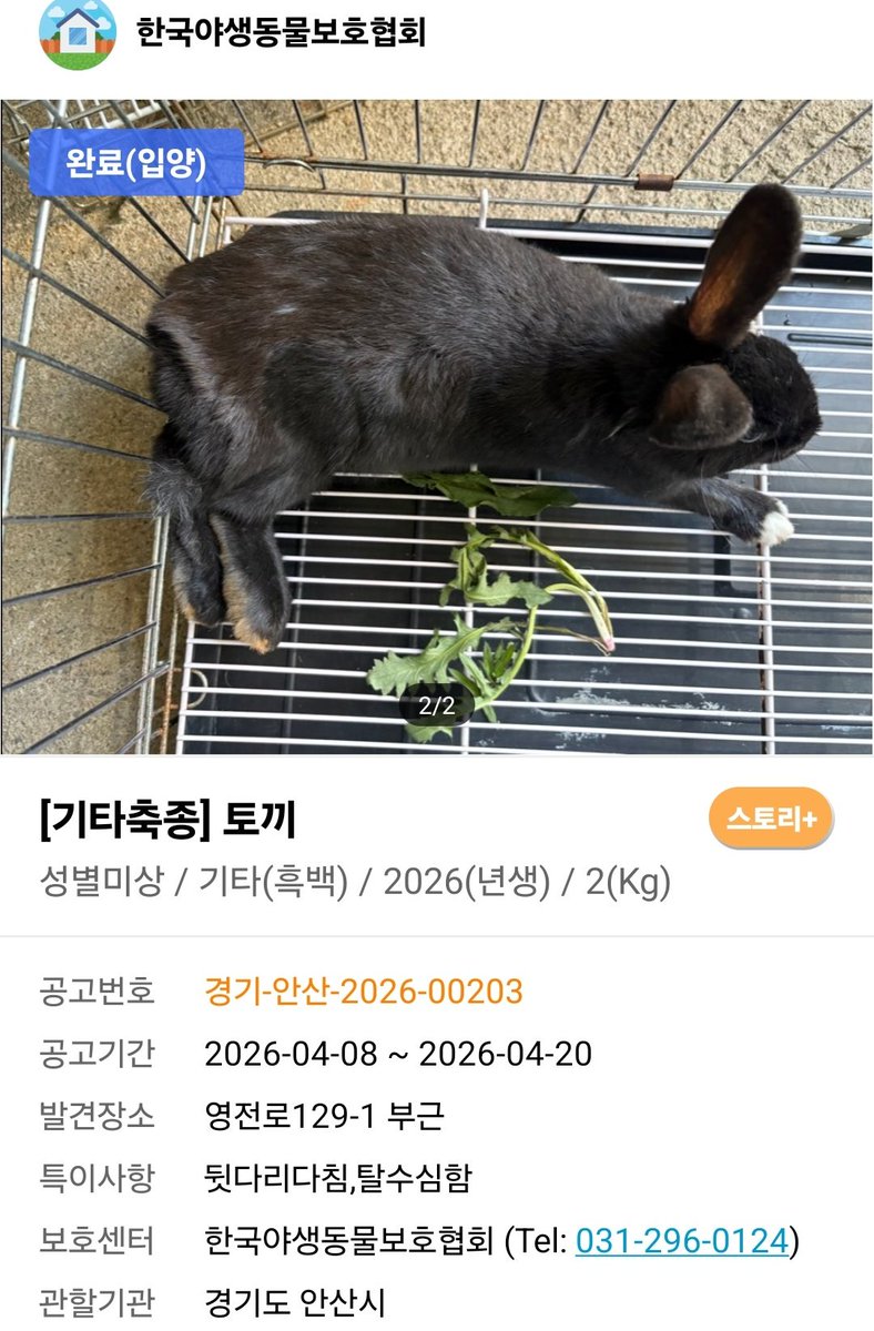 tokkiluv3637's tweet photo. 2026년4월10일 뒷다리 다친 상태로 하늘바람의집 보호소에 입소한 토끼친구가 낳은 아기토끼에요! (사진은 엄마토끼 공고)
봉사자님 인공포유로 무럭무럭 자라나서 너무너무 귀엽고 사람이 궁금한 토끼가 되었대요. 첫 체중은 무려 37g이었다고 합니다 https://t.co/Pmu8PiEmBH