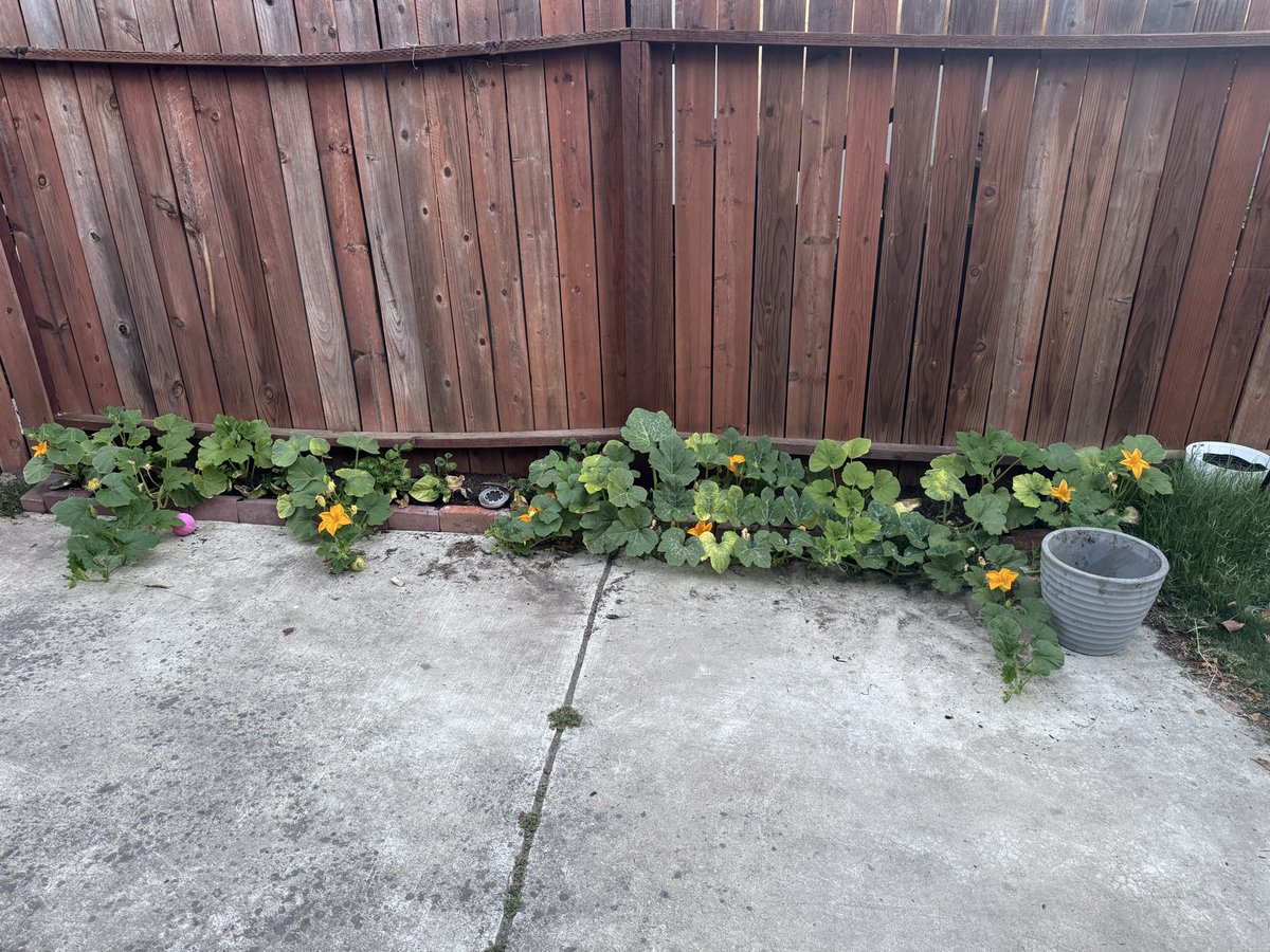 phosphorwulf's tweet photo. So I failed at a lot, but I got some wild flowers growing fast, two tomato bushes left, a few lemon cucumbers, a bit of squash, the beans are almost there, and for some reason the dragon fruit is just growing none stop. https://t.co/HUGdxeUqMF