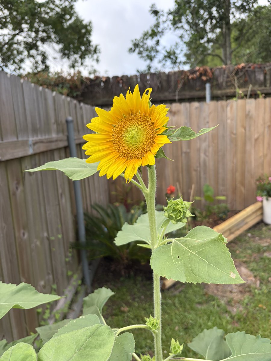 missyncj's tweet photo. Started at the bottom, now we’re here!!!😍🪴🌻👩‍🌾❤️ https://t.co/apjbzvBsJT