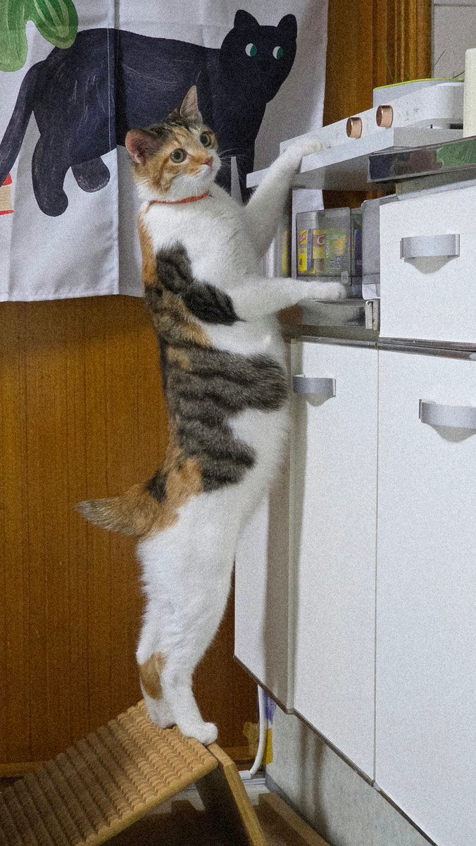 AgihoRangee's tweet photo. 얼딩이 https://t.co/59GeHITs5R