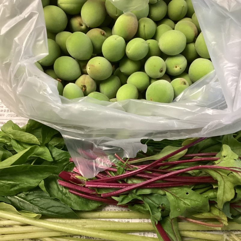 hinzoh's tweet photo. 先日輪島の農家さんからいただいた、赤茎ほうれん草がとても美味しくて感激！おひたしがオススメということで、さっと湯がいて素材のまま味見をしたのですが、すでに最高に美味しかったからそのまま食べることにしました。

今日も次々と責務がふりかかり、疲労困憊ですが、美味しい野菜に救われる‥ https://t.co/XD2MsBvZtN