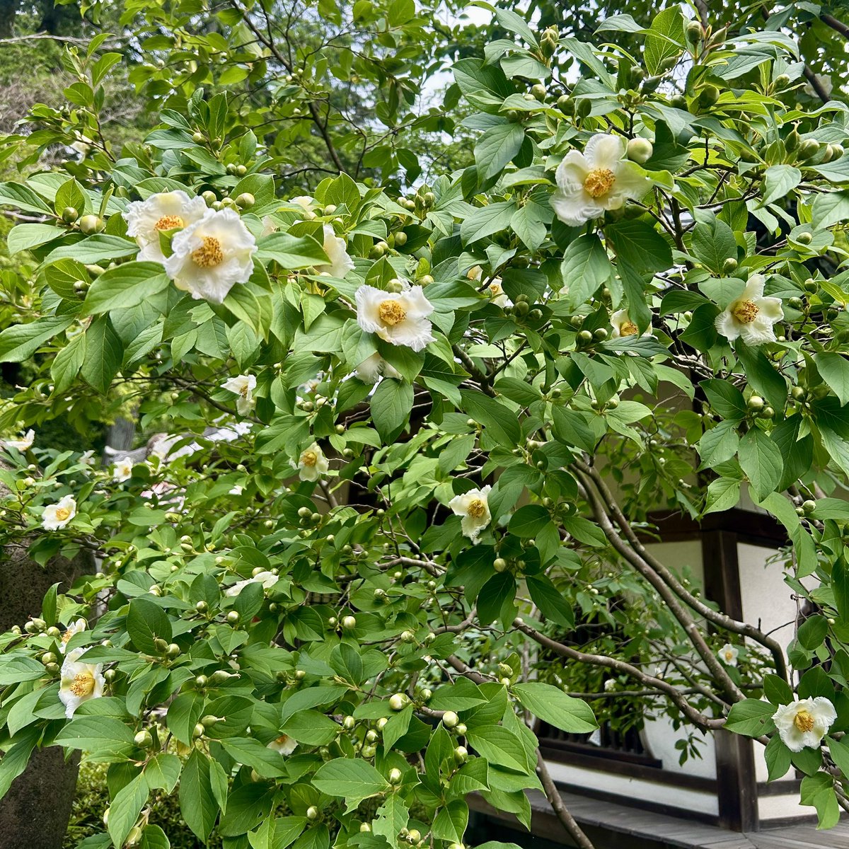 kyuanji's tweet photo. 【沙羅、開花しました】
久安寺です。
アジサイ、境内全体で三分咲き。
ご参拝どうぞ！

地蔵堂前のナツツバキ　別名　沙羅　開花しました。
仏塔横の2本の沙羅は開花まだです。
○6月20日〜6月30日予定（7月初旬未定）
「あじさいうかべ」
○6月6日〜7月5日1ヶ月限定
久安寺「あじさい切り絵ご朱印」 https://t.co/wRIDvj5bNa