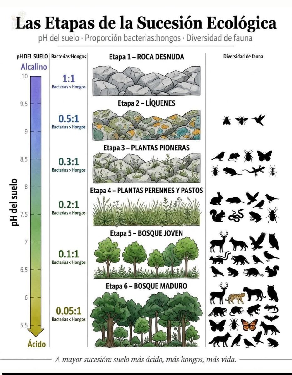 DisasterRisk's tweet photo. Las etapas de sucesión ecológica https://t.co/aw48bcuebS