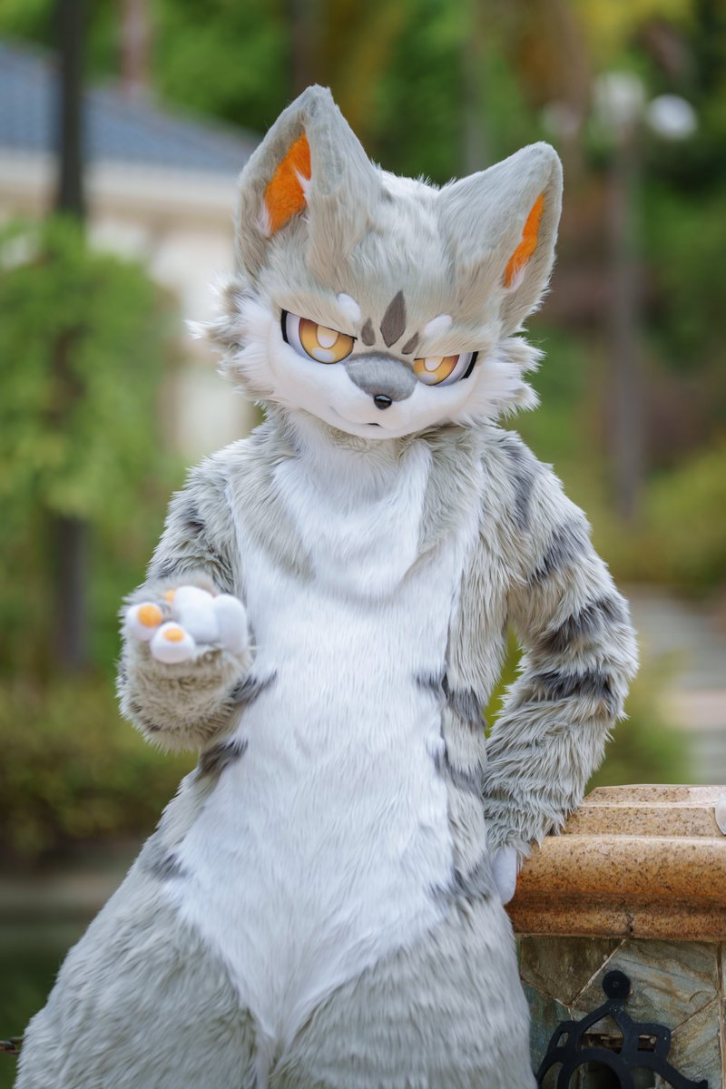 ALKAID_FUR's tweet photo. 【✨ALKAID·全装展示·专】pat.2
元宵家的银渐层小猫🐱

委托：断陌
📷：朔光

#fursuit #furry https://t.co/saZ39RPtKT